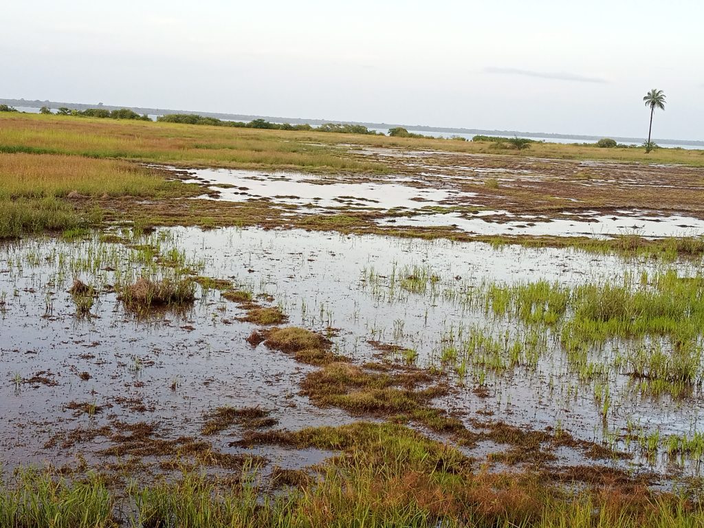 Goudomp : Des rizières menacées…
